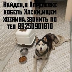 Подробнее об объявлении «Апрелевка Найдена собака кобель» Фото: найдена собака Сибирская хаски «Апрелевка Найдена собака кобель» в г. Апрелевка