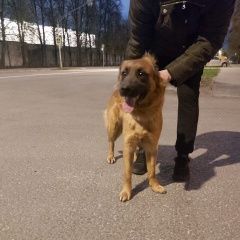 Подробнее об объявлении «Найдена собака Москва» Фото: найдена собака  «Найдена собака Москва» в г. Москва
