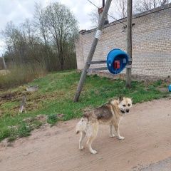 Подробнее об объявлении «Найдена собака кобель Кингисепп» Фото: найдена собака  «Найдена собака кобель Кингисепп» в г. Кингисепп