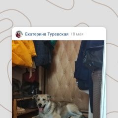 Подробнее об объявлении «Найдена собака Москва» Фото: найдена собака  «Найдена собака Москва» в г. Москва