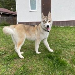 Подробнее об объявлении «Обнинск Найдена собака кобель» Фото: найдена собака Сибирская хаски «Обнинск Найдена собака кобель» в г. Обнинск