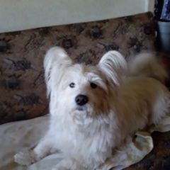 Подробнее об объявлении «Найдена собака Симферополь» Фото: найдена собака  «Найдена собака Симферополь» в г. Симферополь