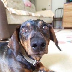 Подробнее об объявлении «Омск Найдена собака кобель такса кличка тёма» Фото: найдена собака Такса «Омск Найдена собака кобель такса кличка тёма» в г. Омск