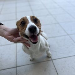 Подробнее об объявлении «Найдена собака кобель джек рассел Симферополь» Фото: найдена собака Джек рассел терьер «Найдена собака кобель джек рассел Симферополь» в г. Симферополь