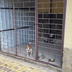 Подробнее об объявлении «Найдена собака кобель Симферополь» Фото: найдена собака Джек рассел терьер «Найдена собака кобель Симферополь» в г. Симферополь