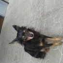 Подробнее об объявлении «Найдена собака Тюмень» Фото: найдена собака  «Найдена собака Тюмень» в г. Тюмень