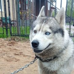 Подробнее об объявлении «Раменское Найдена собака кобель» Фото: найдена собака Сибирская хаски «Раменское Найдена собака кобель» в г. Раменское