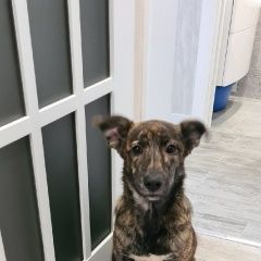 Подробнее об объявлении «Минск Найдена собака» Фото: найдена собака  «Минск Найдена собака» в г. Минск