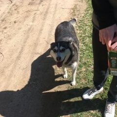 Подробнее об объявлении «Талдом Найдена собака помесь хаски, сука» Фото: найдена собака  «Талдом Найдена собака помесь хаски, сука» в г. Талдом