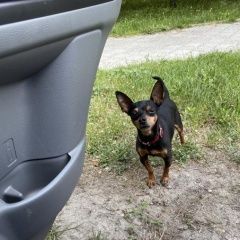 Подробнее об объявлении «Найдена собака кобель ищем хозяев Симферополь» Фото: найдена собака Той-терьер «Найдена собака кобель ищем хозяев Симферополь» в г. Симферополь