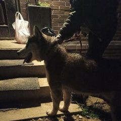 Подробнее об объявлении «Лобня Найдена собака кобель» Фото: найдена собака Сибирская хаски «Лобня Найдена собака кобель» в г. Лобня