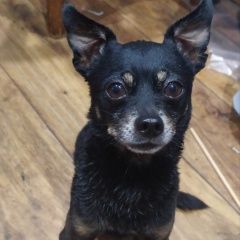 Подробнее об объявлении «Найдена собака кобель г. в районе ул.дмитрия ульян Симферополь» Фото: найдена собака Той-терьер «Найдена собака кобель г. в районе ул.дмитрия...» в г. Симферополь