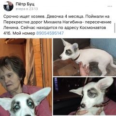 Подробнее об объявлении «Ростов-на-Дону Найдена собака щенок» Фото: найдена собака  «Ростов-на-Дону Найдена собака щенок» в г. Ростов-на-Дону
