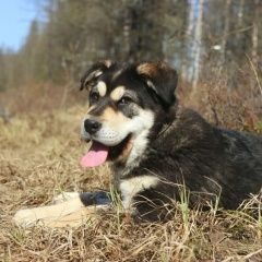 Подробнее об объявлении «Найдена собака кобель Москва» Фото: найдена собака  «Найдена собака кобель Москва» в г. Москва