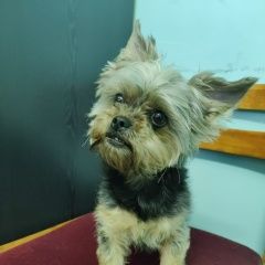 Подробнее об объявлении «Найдена собака Новороссийск» Фото: найдена собака Йоркширский терьер «Найдена собака Новороссийск» в г. Новороссийск