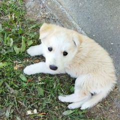 Подробнее об объявлении «Геленджик Найдена собака кобель» Фото: найдена собака  «Геленджик Найдена собака кобель» в г. Геленджик