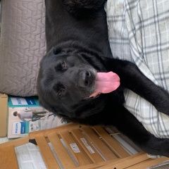 Подробнее об объявлении «Найдена собака кобель лабрадор, чёрный, ищет хозяина Химки» Фото: найдена собака Лабрадор ретривер «Найдена собака кобель лабрадор, чёрный, ищет...» в г. Химки