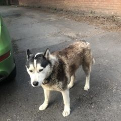 Подробнее об объявлении «Найдена собака кобель хаски (рыжий) кобель, в ошейнике Королев» Фото: найдена собака Сибирская хаски «Найдена собака кобель хаски (рыжий) кобель, в...» в г. Королев