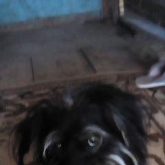 Подробнее об объявлении «Найдена собака кобель Жигулевск» Фото: найдена собака  «Найдена собака кобель Жигулевск» в г. Жигулевск