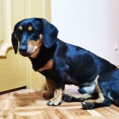 Картинка найдена собака В городе Владивосток найден кобелёк. Владивосток