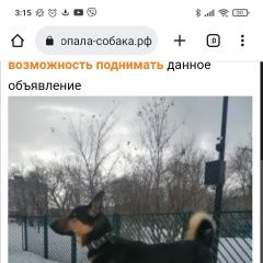 Подробнее об объявлении «Найдена собака овчарка с ошейником и железной це Саратов» Фото: найдена собака Немецкая овчарка «Найдена собака овчарка с ошейником и железной...» в г. Саратов