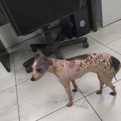 Подробнее об объявлении «Найдена собака имеет особенность, знает хозяин Бишкек» Фото: найдена собака  «Найдена собака имеет особенность, знает хозяин...» в г. Бишкек