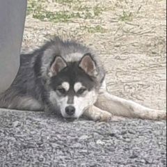 Подробнее об объявлении «Тюмень Найдена собака кобель» Фото: найдена собака Сибирская хаски «Тюмень Найдена собака кобель» в г. Тюмень