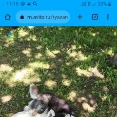 Подробнее об объявлении «Шилово Найдена собака кобель хаски шиловский район» Фото: найдена собака  «Шилово Найдена собака кобель хаски шиловский район» в г. Шилово