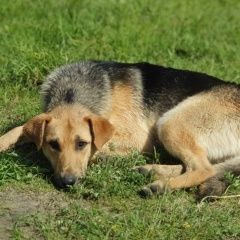 Подробнее об объявлении «Найдена собака кобель Судогда» Фото: найдена собака  «Найдена собака кобель Судогда» в г. Судогда