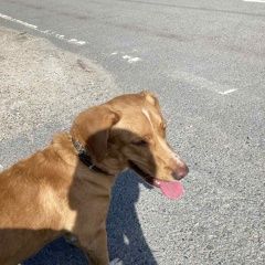 Картинка найдена собака В городе Тюмень найден кобелёк. Тюмень