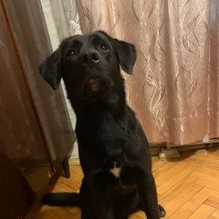 Подробнее об объявлении «Найдена собака кобель мальчик 1–1, 5лет Москва» Фото: найдена собака  «Найдена собака кобель мальчик 1–1, 5лет Москва» в г. Москва