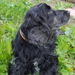 Подробнее об объявлении «Марево Найдена собака» Фото: найдена собака  «Марево Найдена собака» в г. Марево