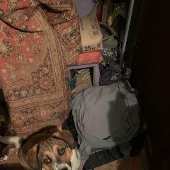 Подробнее об объявлении «Найдена собака в районе снт заря Троицк» Фото: найдена собака  «Найдена собака в районе снт заря Троицк» в г. Троицк