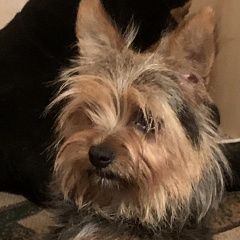 Подробнее об объявлении «Найдена собака Матвеев Курган» Фото: найдена собака  «Найдена собака Матвеев Курган» в г. Матвеев Курган