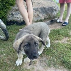 Подробнее об объявлении «Найдена собака снт мошковец щенок кангал с Конаково» Фото: найдена собака Анатолийская овчарка «Найдена собака снт мошковец щенок кангал с...» в г. Конаково