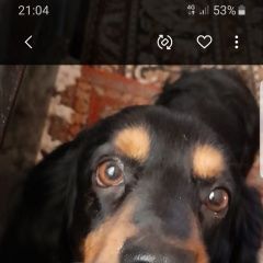 Подробнее об объявлении «Найдена собака кобель чёрный спаниель, мальчик. на морде рыжие Новороссийск» Фото: найдена собака Американский кокер-спаниель «Найдена собака кобель чёрный спаниель, мальчик....» в г. Новороссийск