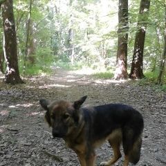 Подробнее об объявлении «Найдена собака в ошейнике Химки» Фото: найдена собака  «Найдена собака в ошейнике Химки» в г. Химки