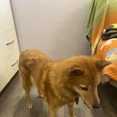 Подробнее об объявлении «Найдена собака карело-финской финская лайка Королев» Фото: найдена собака  «Найдена собака карело-финской финская лайка...» в г. Королев