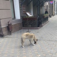 Подробнее об объявлении «Ростов-на-Дону Найдена собака» Фото: найдена собака  «Ростов-на-Дону Найдена собака» в г. Ростов-на-Дону