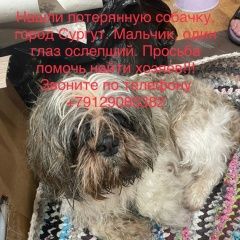 Подробнее об объявлении «Сургут Найдена собака кобель» Фото: найдена собака Ши-тцу «Сургут Найдена собака кобель» в г. Сургут