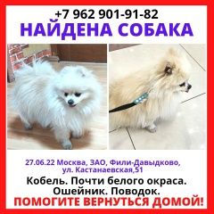 Подробнее об объявлении «Найдена собака кобель Москва» Фото: найдена собака Померанский шпиц «Найдена собака кобель Москва» в г. Москва