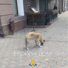 Подробнее об объявлении «Ростов-на-Дону Найдена собака кобель» Фото: найдена собака  «Ростов-на-Дону Найдена собака кобель» в г. Ростов-на-Дону