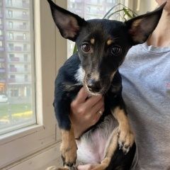 Подробнее об объявлении «Найдена собака Одинцово» Фото: найдена собака  «Найдена собака Одинцово» в г. Одинцово