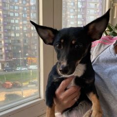 Подробнее об объявлении «Найдена собака трехгорка Одинцово» Фото: найдена собака  «Найдена собака трехгорка Одинцово» в г. Одинцово