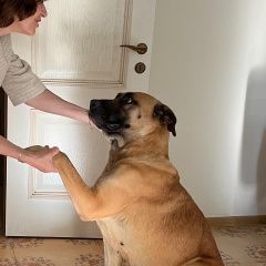 Подробнее об объявлении «Найдена собака Дмитров» Фото: найдена собака  «Найдена собака Дмитров» в г. Дмитров