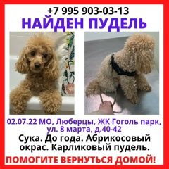 Подробнее об объявлении «Люберцы Найдена собака карликовый пудель девочка» Фото: найдена собака Пудель «Люберцы Найдена собака карликовый пудель девочка» в г. Люберцы