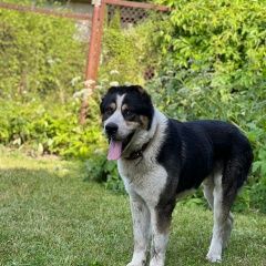 Подробнее об объявлении «Старая Купавна Найдена собака кобель в районе ж/д станции купавна» Фото: найдена собака Среднеазиатская овчарка «Старая Купавна Найдена собака кобель в районе...» в г. Старая Купавна