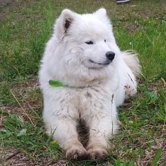 Подробнее об объявлении «Омск Найдена собака чья потеряшка» Фото: найдена собака Самоедская лайка «Омск Найдена собака чья потеряшка» в г. Омск