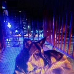 Картинка найдена собака В городе Тула замечена собачёнка. Тула