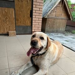 Подробнее об объявлении «Найдена собака лабрадор Одинцово» Фото: найдена собака  «Найдена собака лабрадор Одинцово» в г. Одинцово